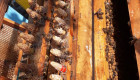Пчелни майки и отводки от регистриран производител - Снимка 1
