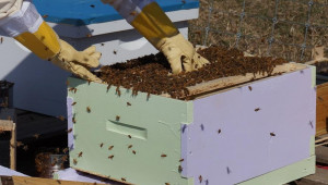 Събитие за пчелари: Поддържане на здрави и силни пчелни семейства за главната паша