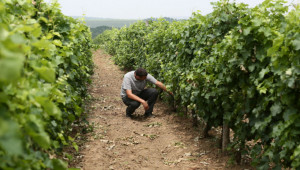 По-големи такси очакват производителите на грозде и вино - Agri.bg