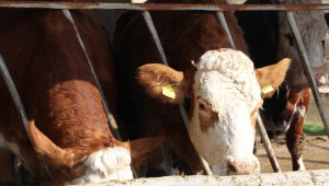 Статистика: Отлив от млечните породи за сметка на месодайните