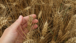 Борси: Пшеницата отново се връща в играта с по-високи цени