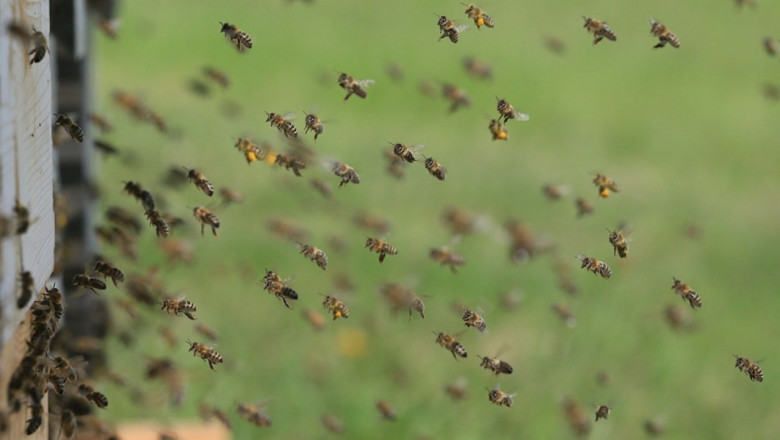Гледната точка на пчелар за масовата липса на опрашване този сезон