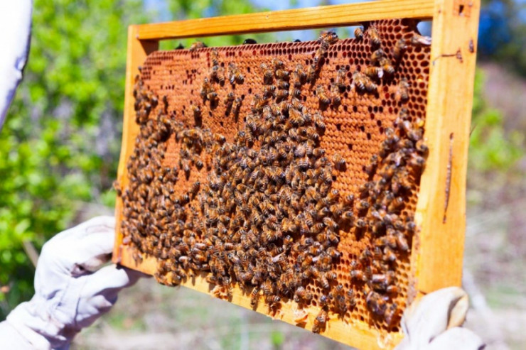 Пчелни рамки с пило и пчели - Снимка 1
