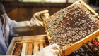 Пчелни рамки с пило и пчели - Снимка 2