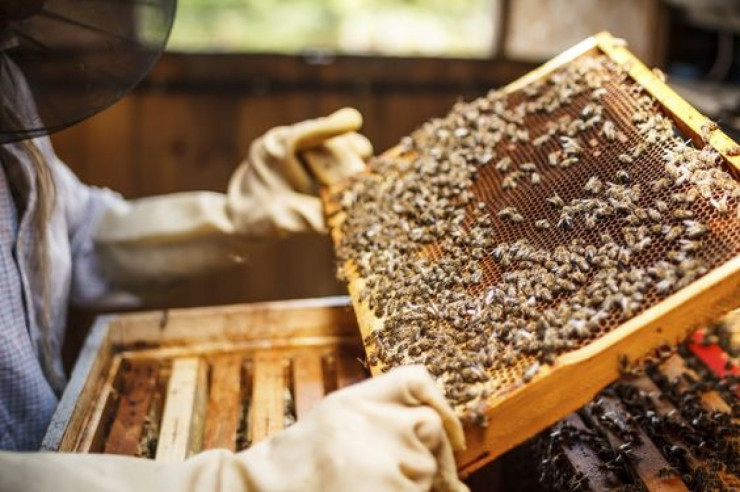 Пчелни рамки с пило и пчели - Снимка 2