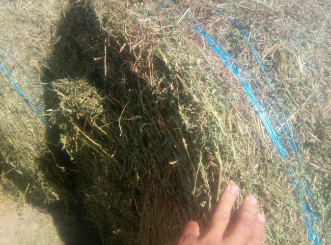 Бали люцернов сенаж - 450кг първи откос без трева 150лв бала - Снимка 2