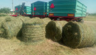Бали люцернов сенаж - 450кг първи откос без трева 150лв бала - Снимка 3