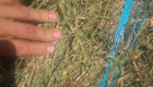 Бали люцернов сенаж - 450кг първи откос без трева 150лв бала - Снимка 5