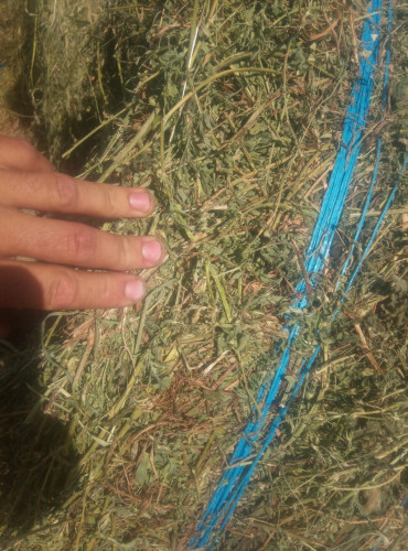 Бали люцернов сенаж - 450кг първи откос без трева 150лв бала - Снимка 5