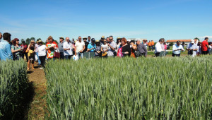 Три нови сорта българска пшеница показват резултати по полетата - Agri.bg
