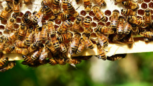 Честит ден на пчелите: Младежи правят „умни станции” в помощ на опрашителите
