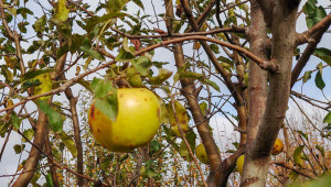 Нова инвестиция: Овощар ще прави цех за преработка на плодове в Добруджа