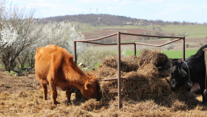 Месодайно говедовъдство: Бикът е сърцето на стадото - Снимка 2