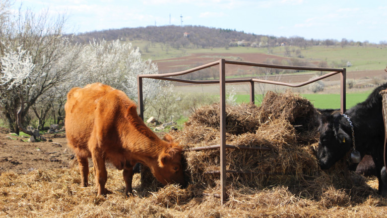 Месодайно говедовъдство: Бикът е сърцето на стадото