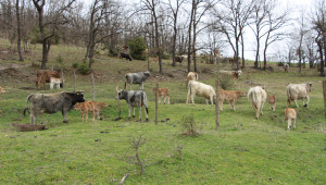 Кръстоска между Обрак и Българско сиво говедо дава рандеман над 60% - Снимка 2