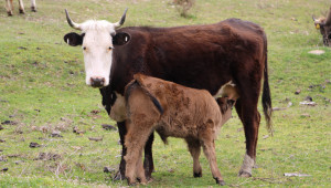 Кръстоска между Обрак и Българско сиво говедо дава рандеман над 60% - Снимка 4