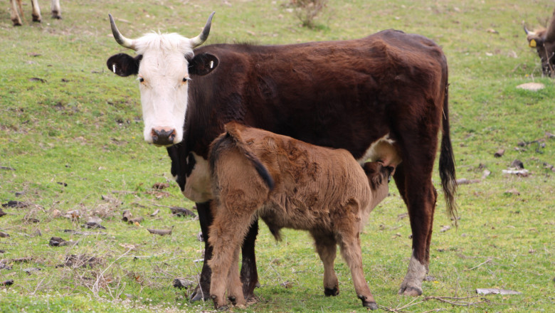 Кръстоска между Обрак и Българско сиво говедо дава рандеман над 60%