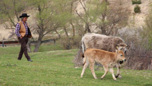 Кръстоска между Обрак и Българско сиво говедо дава рандеман над 60% - Снимка 5