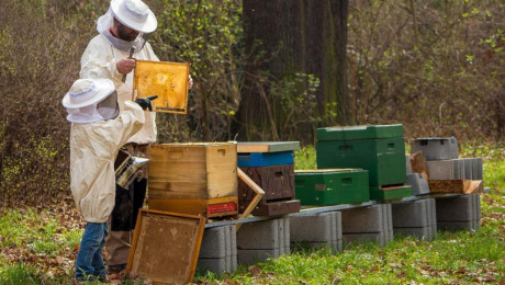 Започнаха плащанията по мярка 11: Биопчеларите получиха 8,3 млн. лева - Agri.bg