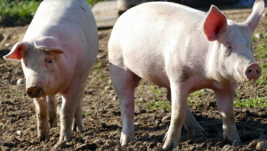 Без коефициент на редукция по втория транш за хуманно отношение към свинете - Agri.bg