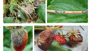 Сивото гниене е опасно заболяване по ягодите, срещу което трабва да се води борба