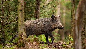 Чумата по свинете се завърна в две области на страната