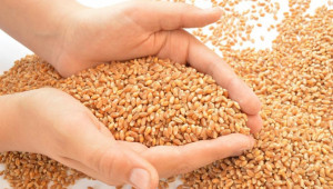 Африканският съюз: Русия и Украйна да деблокират износа на зърно и торове - Agri.bg