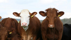 Експерт от ФАО очаква космически цени на месото - Agri.bg