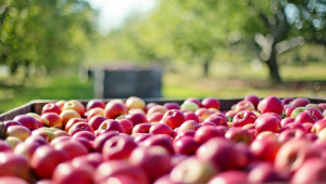 Агроиновации: За конкурентно производство на плодове в ЕС - Agri.bg