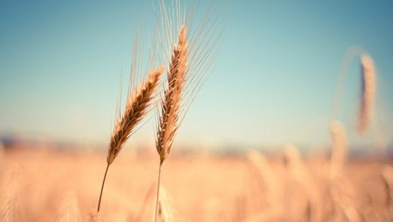 Путин: Възможно е да пусна износа на зърно, ако Западът свали санкциите