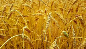 Зърното от Херсонска област отива в Русия