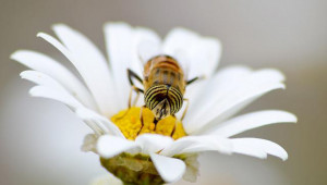 Италианската полиция привлече пчели в редиците си