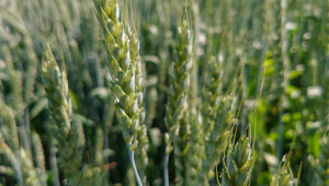Надежди преди жътва: Пшеничните посеви в Добруджа обещават добра реколта