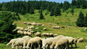 Как овце от Айтос пасат край Рибарица в Балкана? - Agri.bg