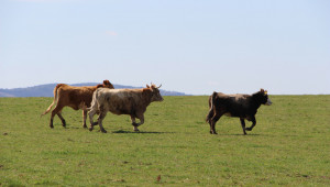 Прогнози: Поголовието на месодайните крави се топи