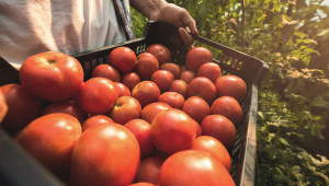 Спряха 418 тона плодове и зеленчуци с пестициди на границата