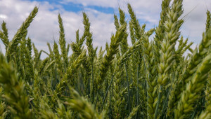 Обратно броене: Остава около месец до същинската жътва на пшеница