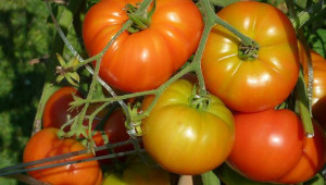4-те тайни на големите, сочни и вкусни домати