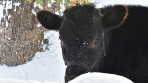 Задава се "солена" зима за фермите с крави и овце