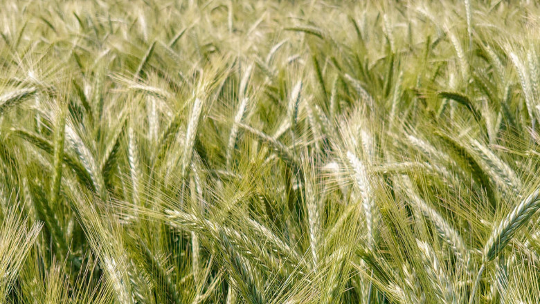 Расте ли интересът към твърдата пшеница у нас?