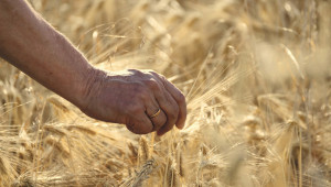 Сделките на зелено за пшеница започват от 700 лв./тон
