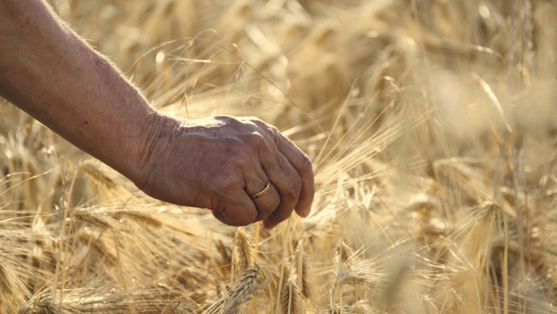 Сделките на зелено за пшеница започват от 700 лв./тон