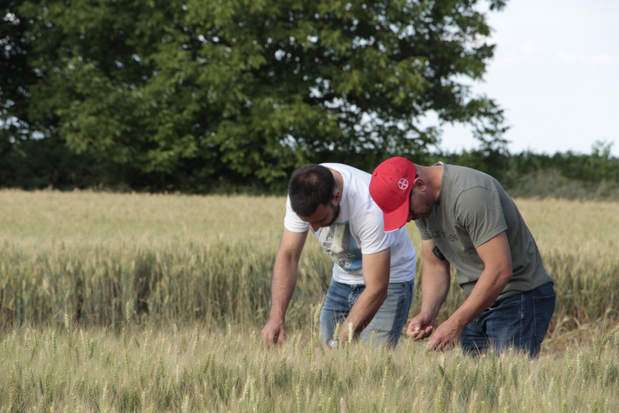 Надежди за добра реколта от пшеница в Плевенско