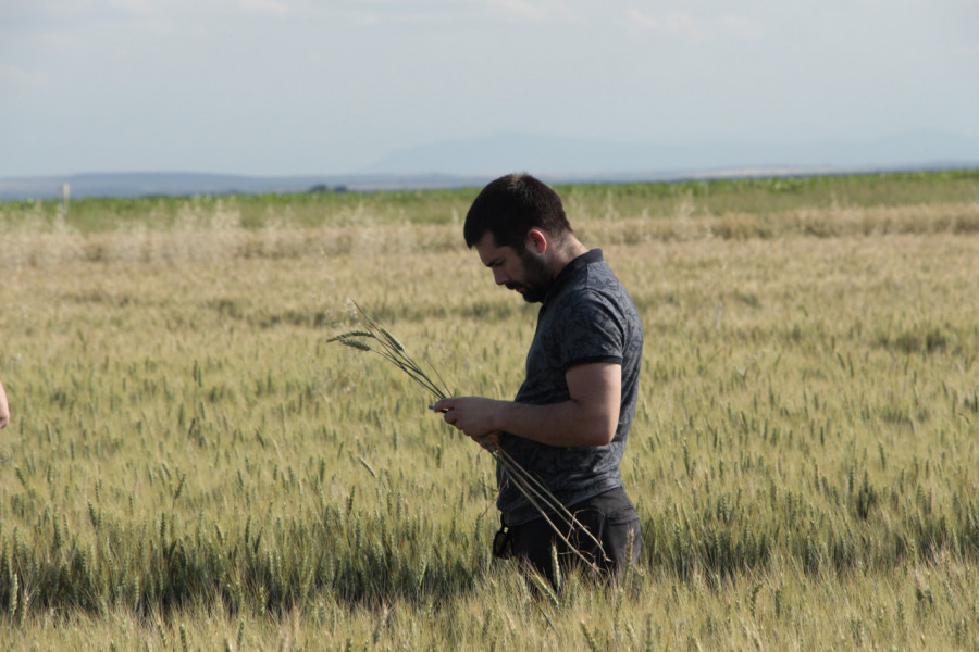 Надежди за добра реколта от пшеница в Плевенско - Снимка 2