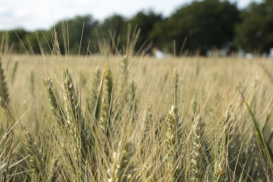 Надежди за добра реколта от пшеница в Плевенско - Снимка 3