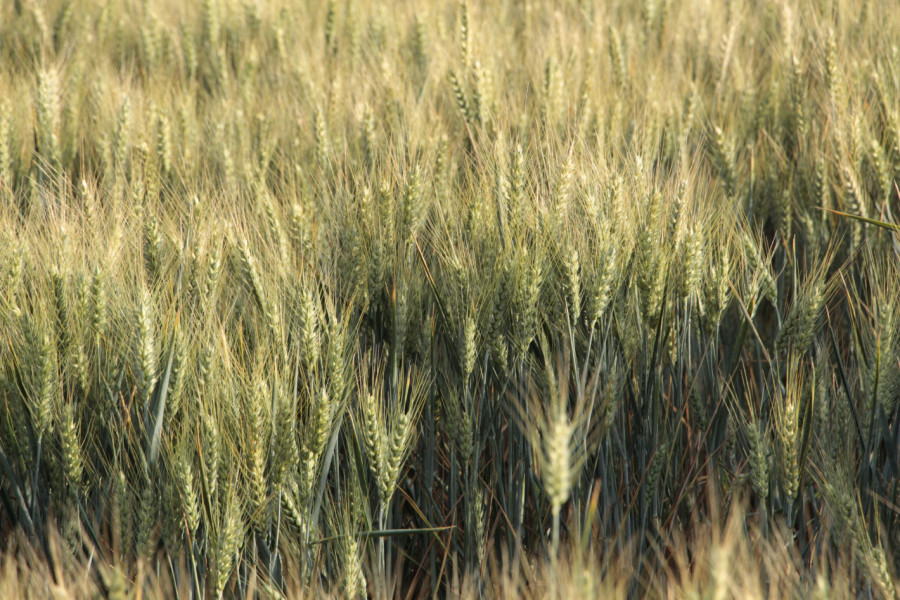Надежди за добра реколта от пшеница в Плевенско - Снимка 4