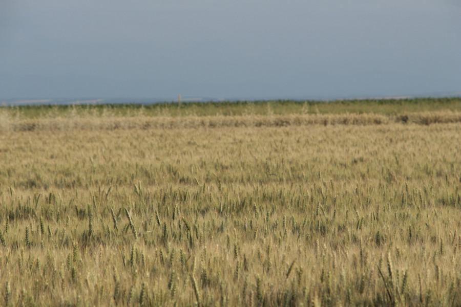 Надежди за добра реколта от пшеница в Плевенско - Снимка 5