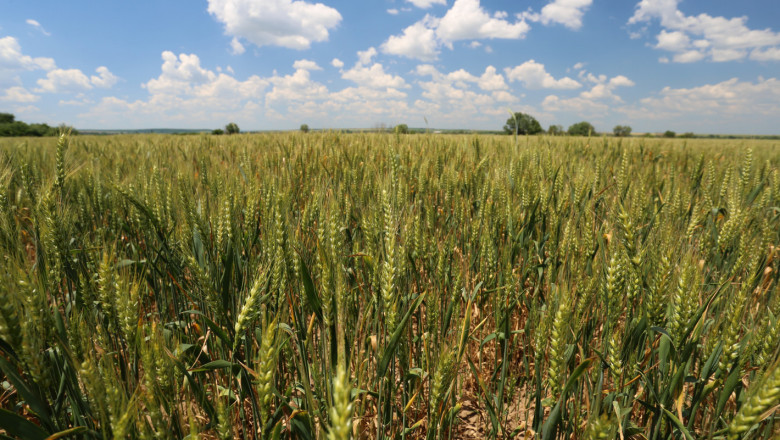 Египет си купи 63 000 тона пшеница от Франция