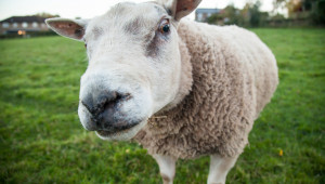 Овцевъдите искат по 60 лв. помощ за животно - Agri.bg