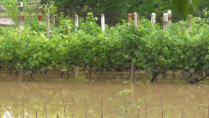 След наводненията: Лозари се опасяват от последици - Agri.bg